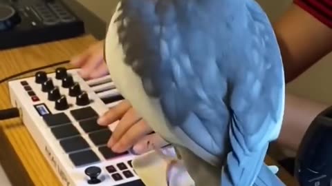 Little Cockatiel sings to the beat