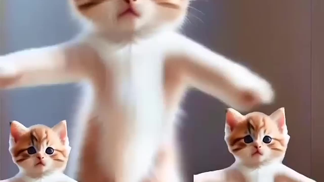 Dancing cat