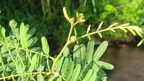 Touch & React: The Magical Leaf That Closes When Touched! 🌿✨