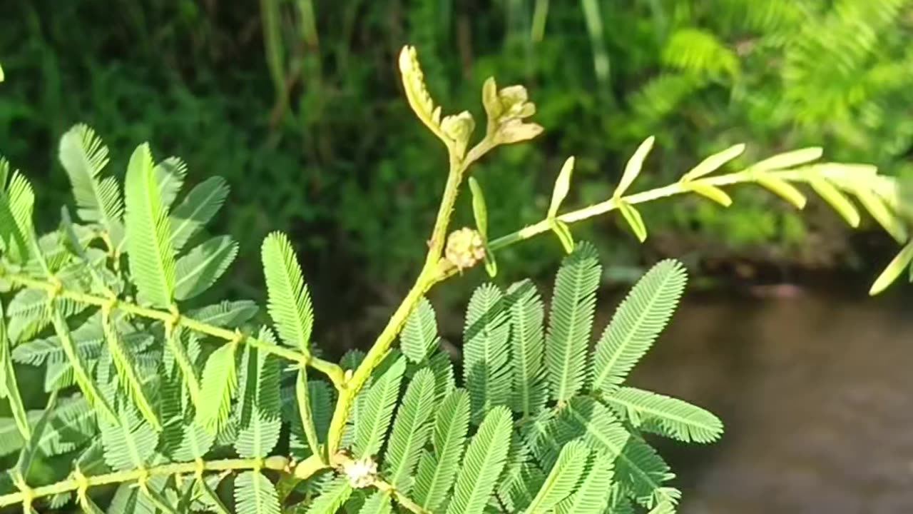Touch & React: The Magical Leaf That Closes When Touched! 🌿✨