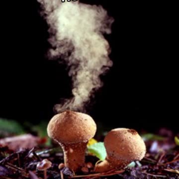 MUSHROOM FOR MIND, BODY, SOUL