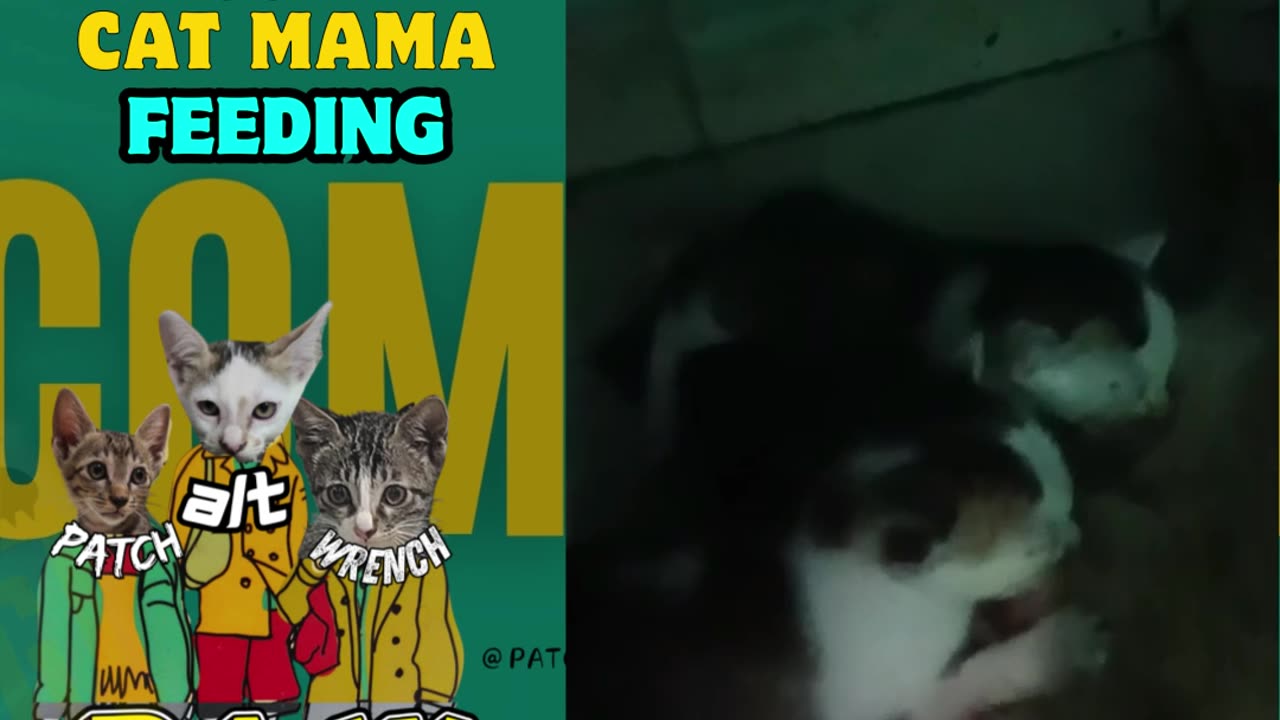 Abyssinian Cat Mama feeding her kittens before adoption