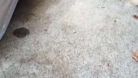 VID 20240930 142907