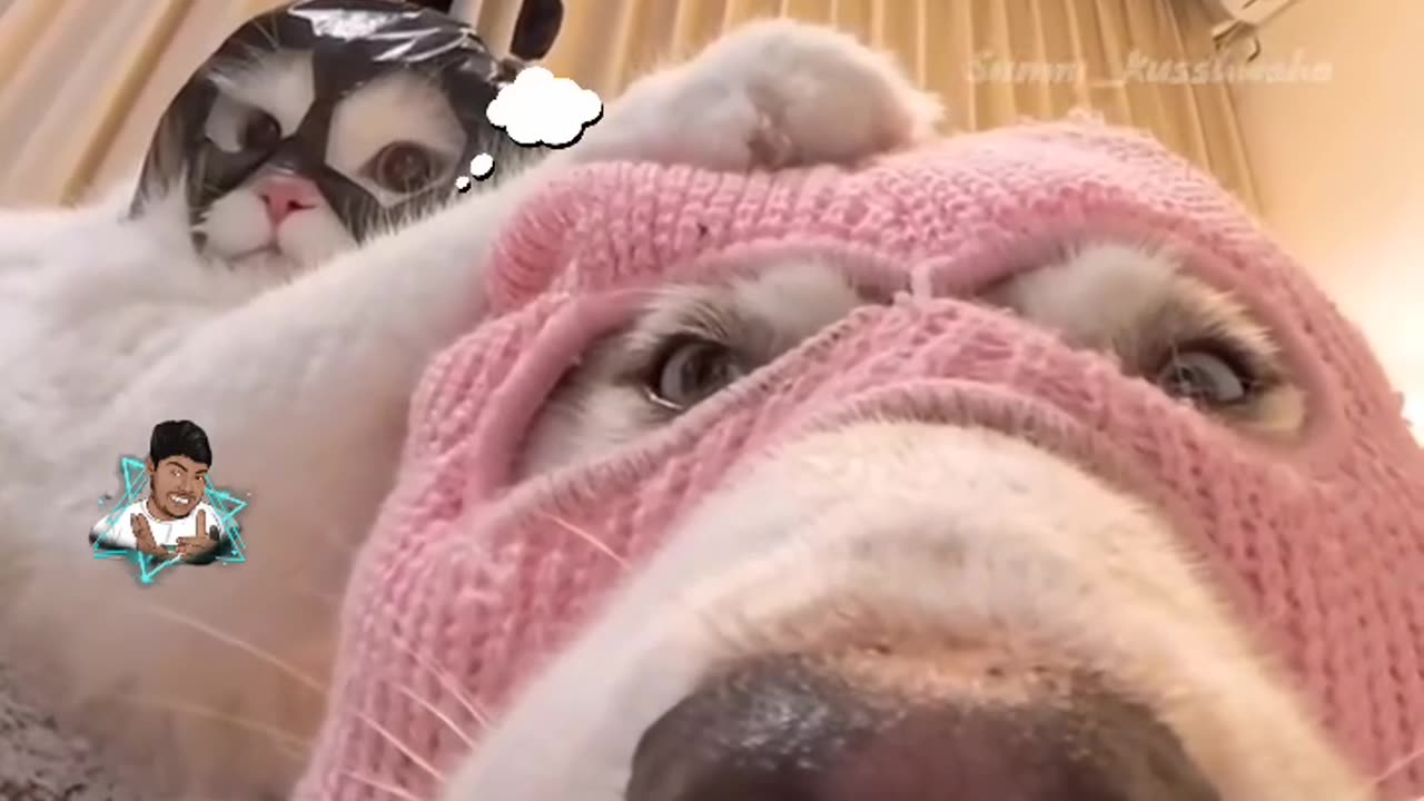 Dogs and cat funny video (720p)hd
