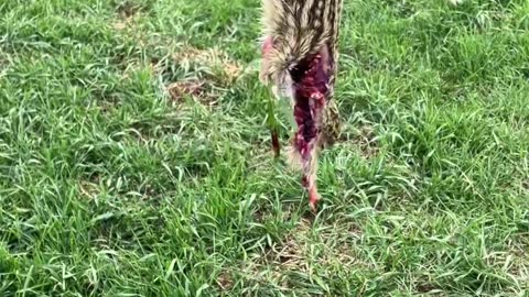 Brothe Bri sniped a 13 Liner!