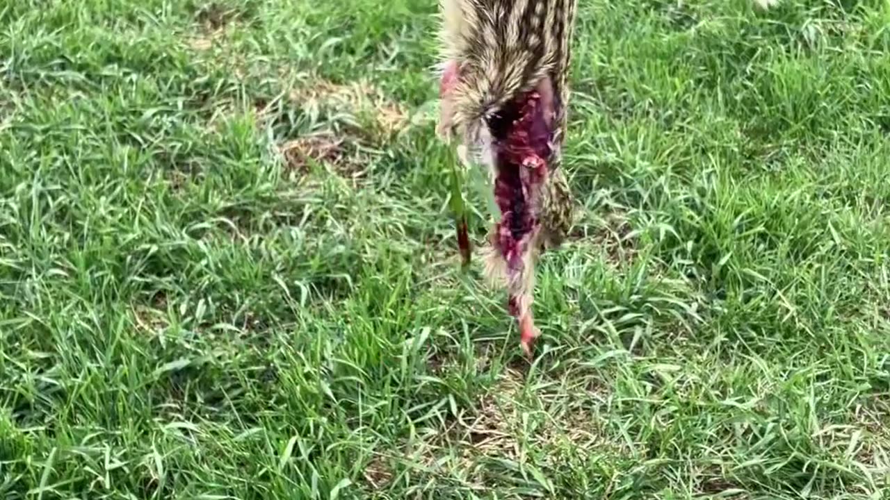 Brothe Bri sniped a 13 Liner!