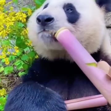pandas engraçados1 - Made with Clipchamp.mp4