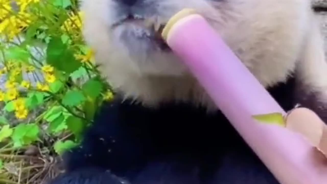 pandas engraçados1 - Made with Clipchamp.mp4