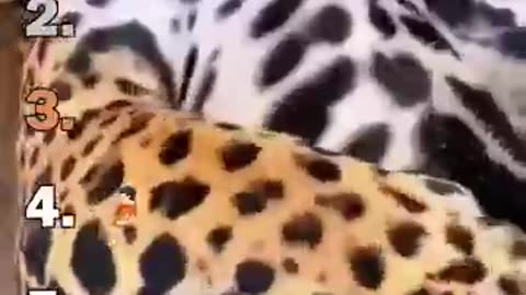 Ranking Best Big Cat Housecats Moments