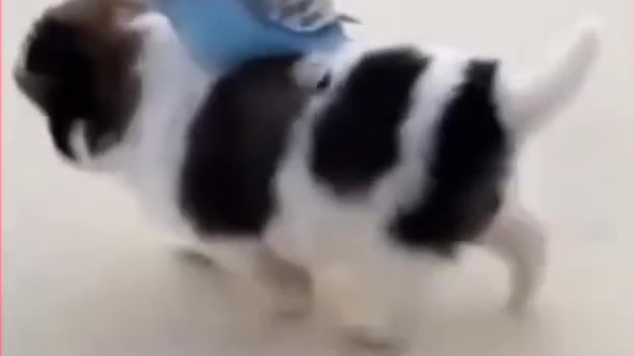 Pretty bird riding on cute puppy