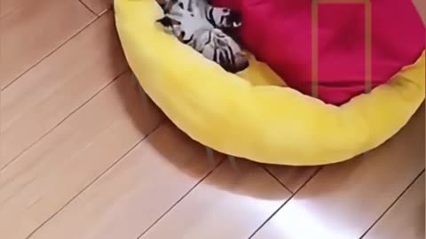 Funny animals video