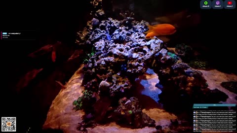 24/7 Real Live Reef Stream