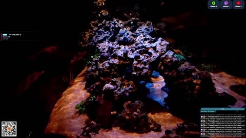 24/7 Real Live Reef Stream