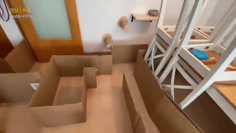 Mi perro y mi gato escapan de un laberinto gigante de cartón.