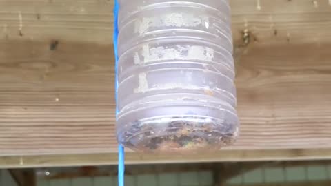 Homemade Carpenter Bee Trap - 10 May 2022