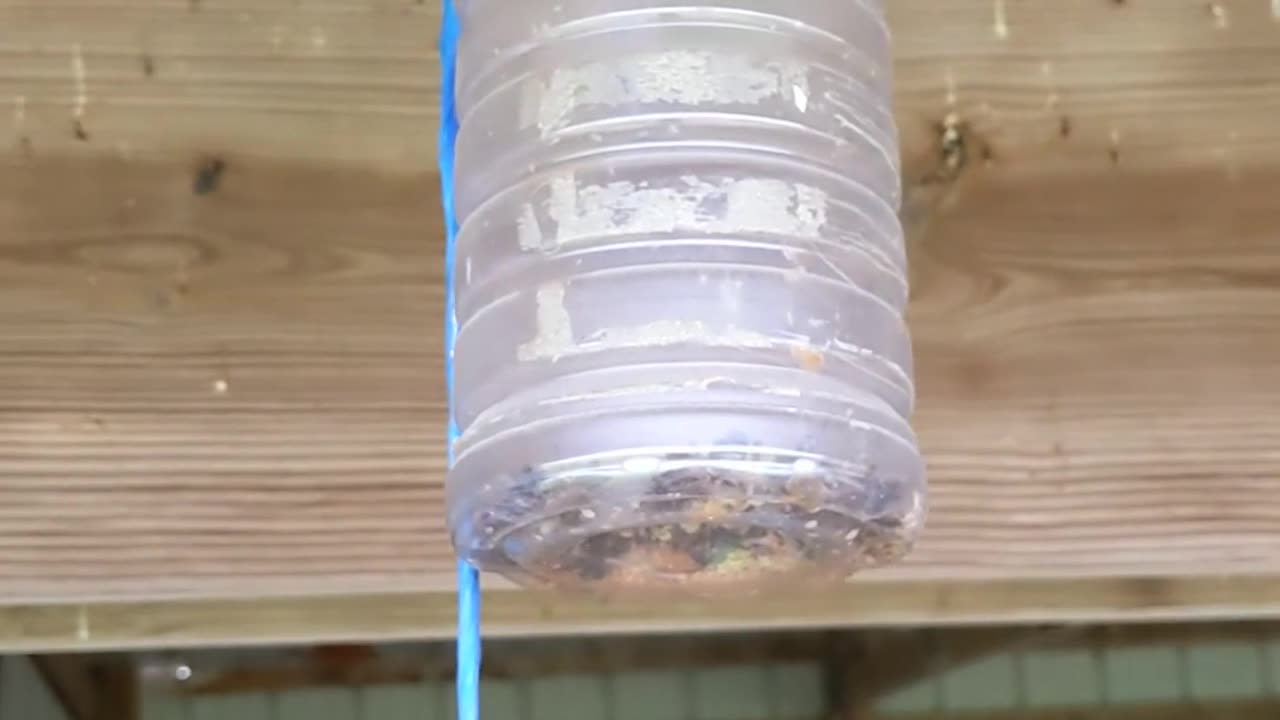 Homemade Carpenter Bee Trap - 10 May 2022