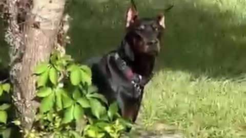 hide go seek