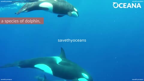 Orca The Ocean's Largest Dolphin Oceana