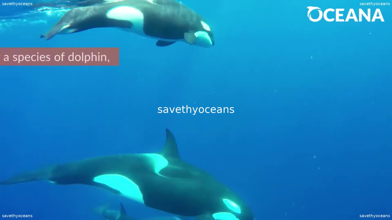 Orca The Ocean's Largest Dolphin Oceana