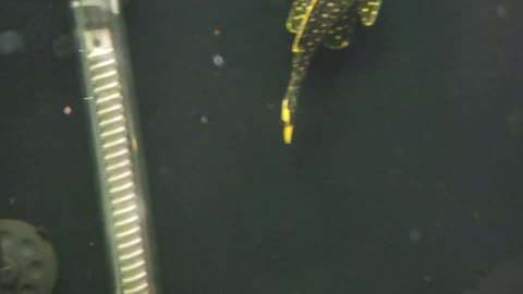 L200 GREEN PHANTOM PLECO