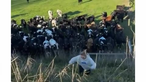 🤣🏃‍♂️ You Won't Believe Their Escape Attempt! | FunFM