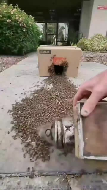 The More U Know - Bees