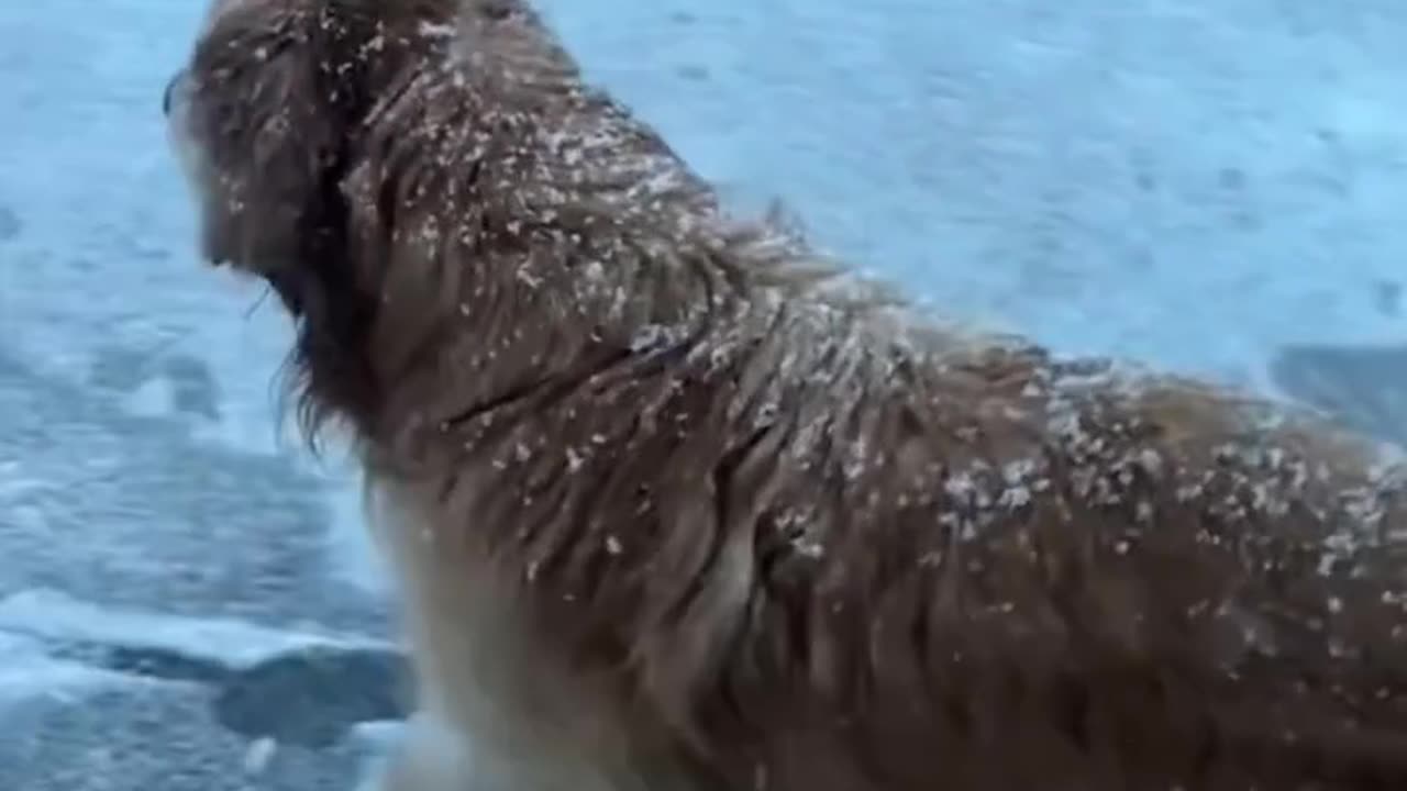 Slippery Dogs - Funny Video Pets