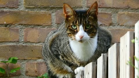 Funny animals - Funny cats / dogs - Funny animal videos / Best videos