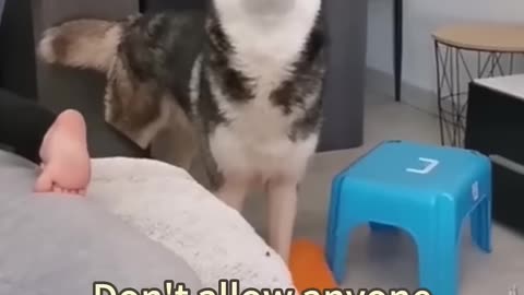 Cute Husky, huskies, pets, dogs, funny, boujee