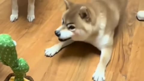 Funny dog reaction 😅🤣