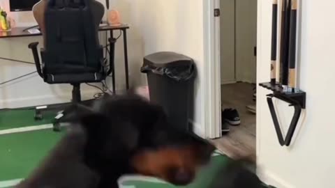 😂 “Try Not to Laugh Challenge – Impossible Edition!”