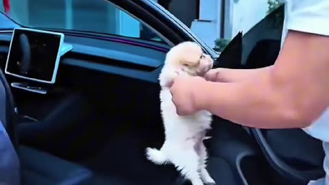Heart-Stopping Rescues: Puppies Saved Seconds Before Disaster!