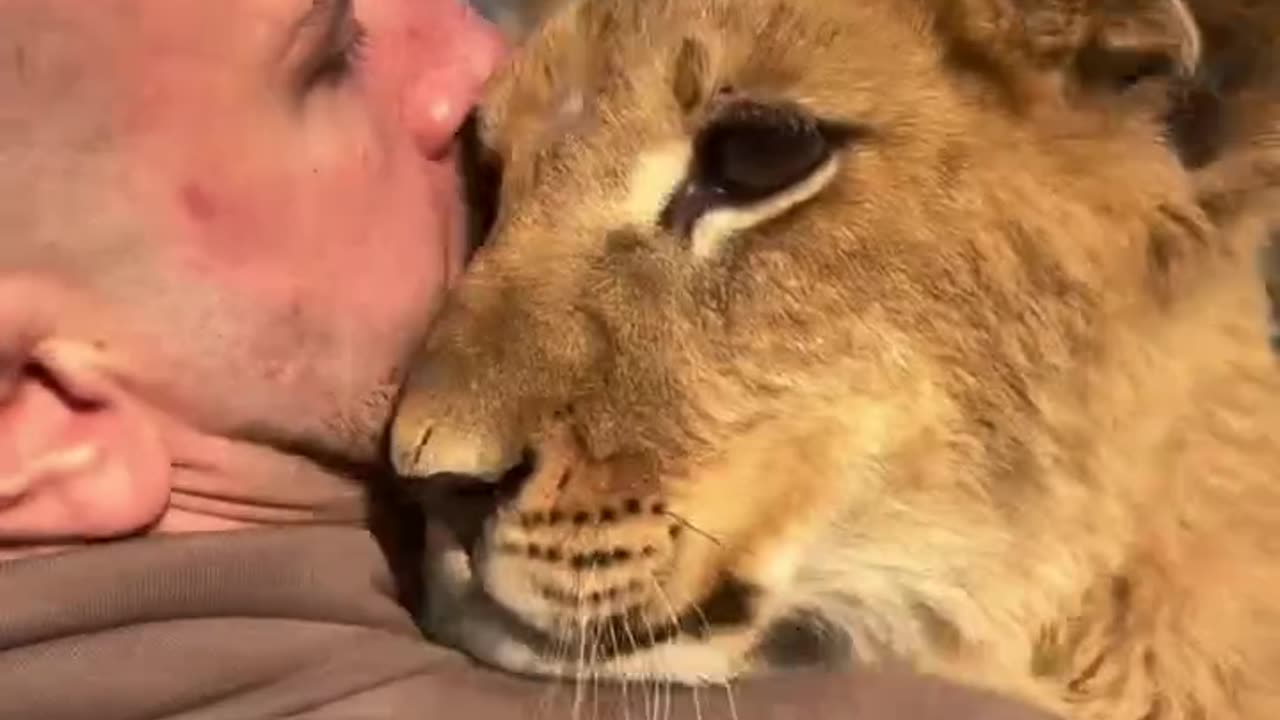 "π¦πΆββοΈ Man Carrying a Lion Cub with Love & Care! β€οΈβ¨"