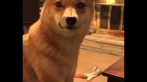 Funny video pets