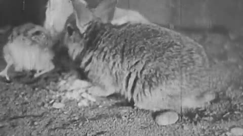 Bunny Rabbit Adventures 1935
