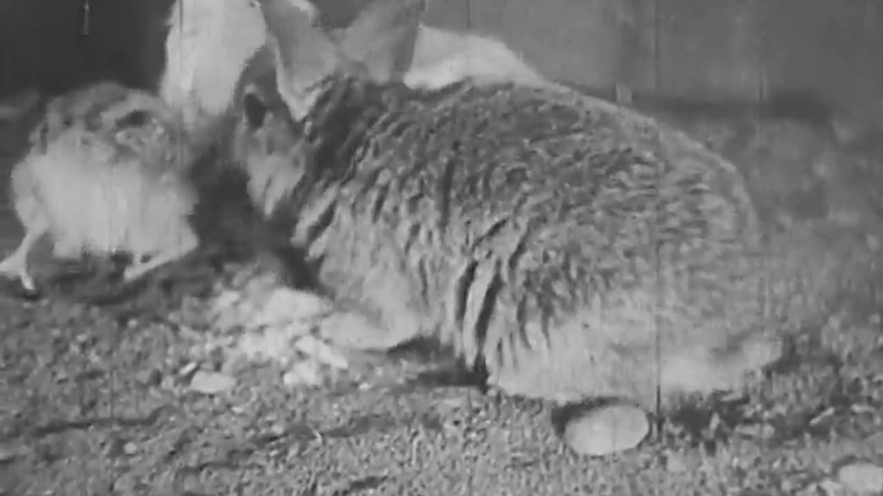 Bunny Rabbit Adventures 1935