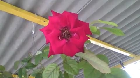 Beautiful red rose, a splendor of charm and beauty [Nature & Animals]