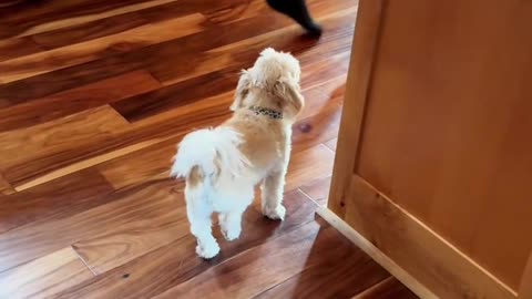 When Dogs Try to Be Human! 🤣 Best Copycat Moments"