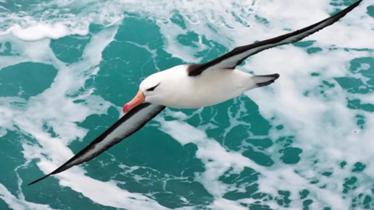 Bizarre Sleep Habits of Creatures