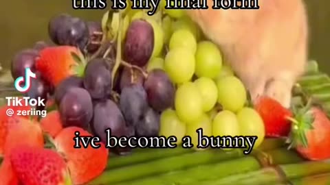 Become a bunny twin