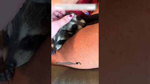 There were two little raccoons in the yard and she became their mom