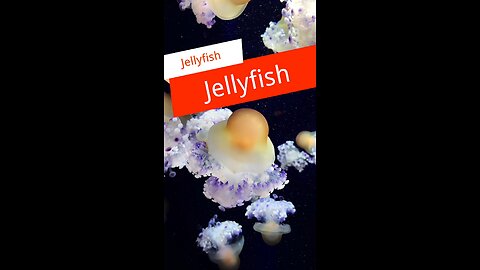The Mystery of Jellyfish – No Brain, No Heart, Still Alive!"