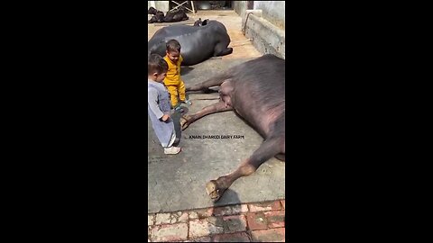 cute baby buffalo feeding