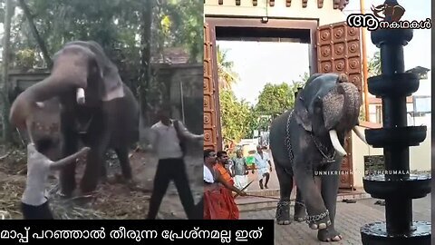 മാപ്പ് പറഞ്ഞു ആനയുടെ കൊമ്പിൽ പിടിച്ചവർ _ malayinkeezhu vallabhan elephant attack