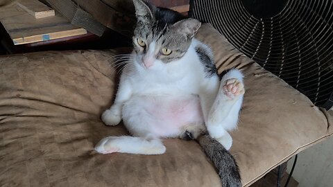 moo moo the Cat