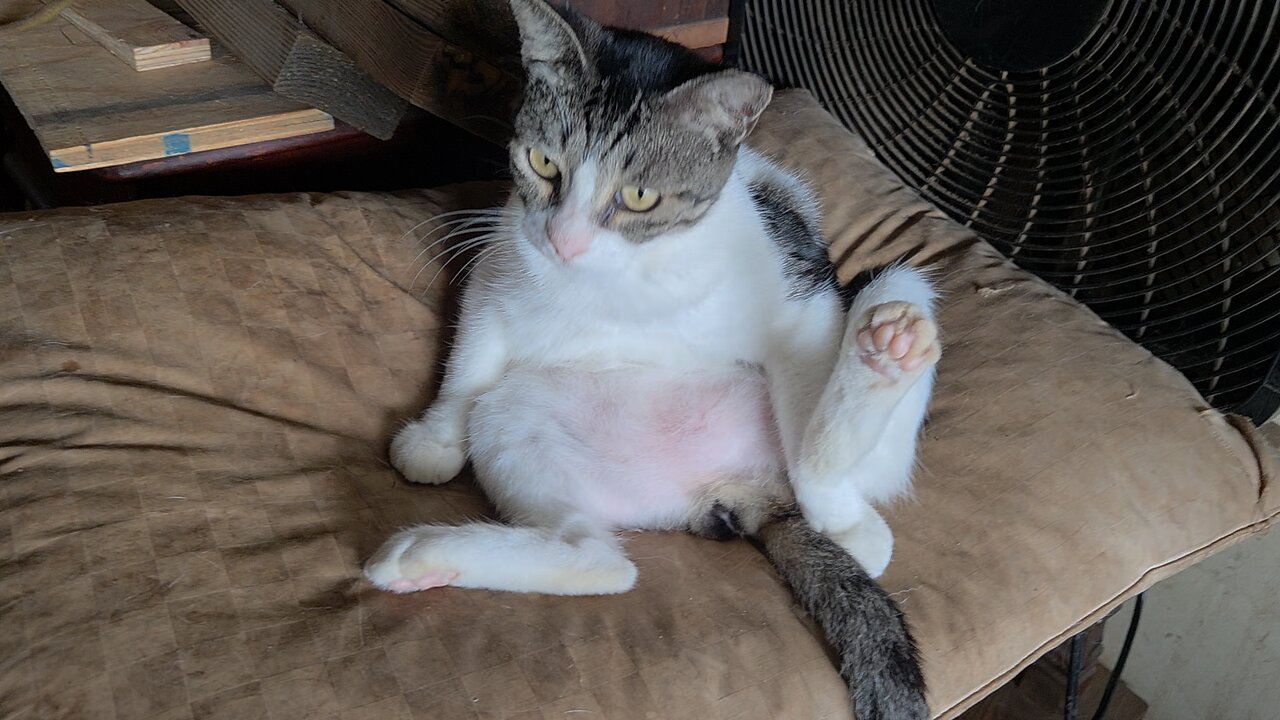 moo moo the Cat