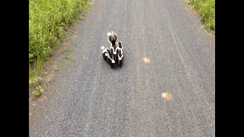 🔥 A Surfeit of Skunks! | Funny & Fascinating Wildlife Moments 🦨