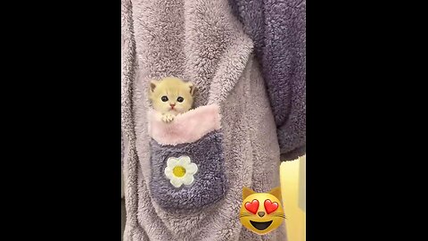 Adorable Kittens Playing & Being Funny