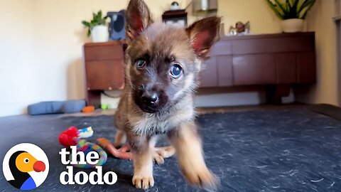 Abandoned Blind Puppy Reunites With Her Sister | The Dodo