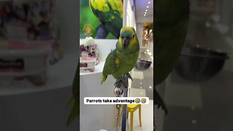funny animals